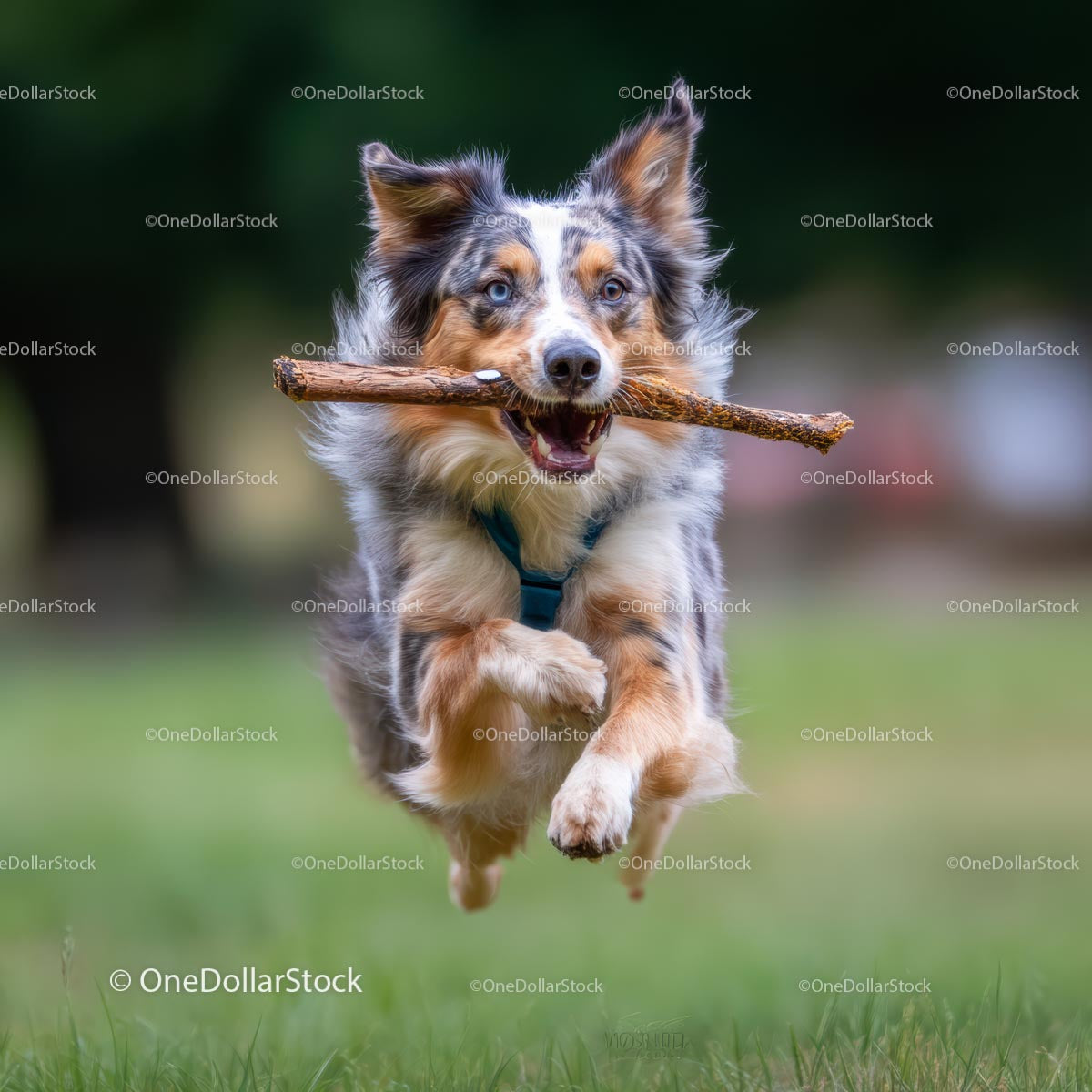 Active Australian Shepherd Playing Fetch in the Park