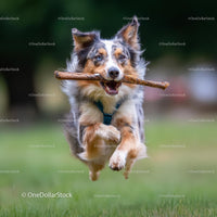 Active Australian Shepherd Playing Fetch in the Park