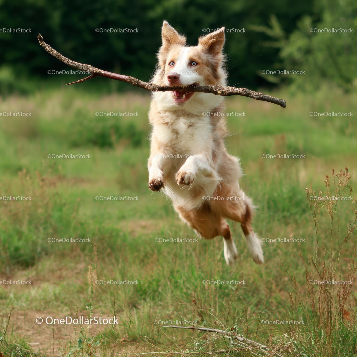 Energiczny Border Collie skaczący z patykiem na trawiastym polu