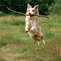 Energetic Border Collie Jumping with Stick in Grassy Field