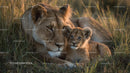 Lioness with Her Cub in African Savannah at Sunset
