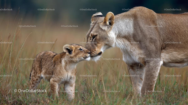 Lioness and Cub Bonding in African Savanna