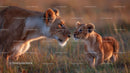 Lioness and Cub in Tender Savannah Encounter
