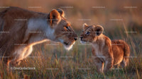 Lioness and Cub in Tender Savannah Encounter