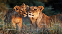 Affectionate Lioness and Cub in Golden Savannah Glow