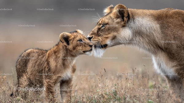 Tender Moment Between Lioness and Her Cub on the Savanna