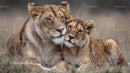 Lioness and Her Cub Relaxing in the African Savanna