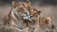 Lioness and Her Cub Relaxing in the African Savanna