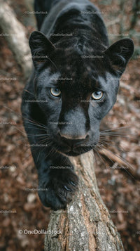 Majestic Black Panther in Forest Habitat