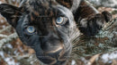 Majestic Black Panther with Striking Blue Eyes