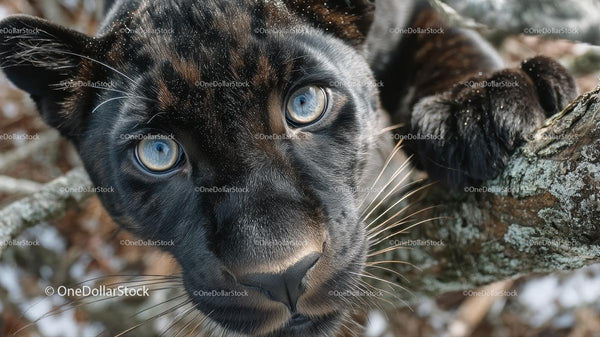Majestic Black Panther with Striking Blue Eyes