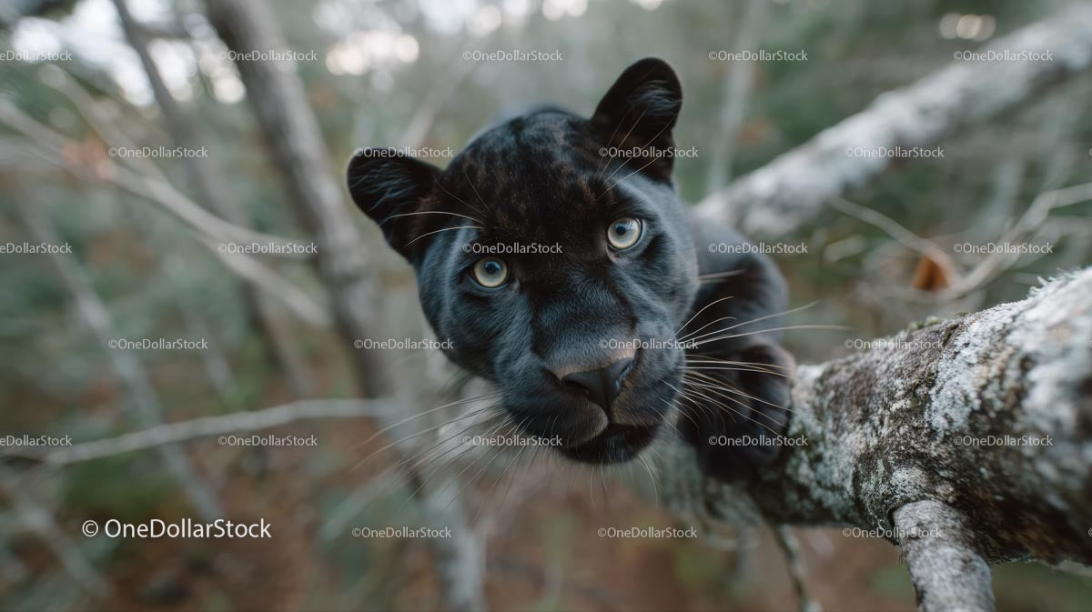 Black Panther with Intense Gaze Resting on Tree Branch