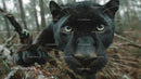 Close-Up of a Black Panther Climbing a Tree