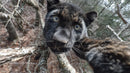 Curious Black Panther in Jungle Habitat Close-up