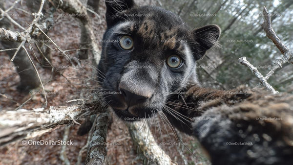 Curious Black Panther in Jungle Habitat Close-up