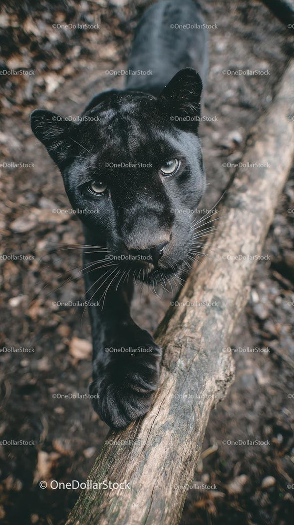 Majestic Black Panther in Forest Setting