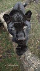 Majestic Black Panther on a Tree Trunk