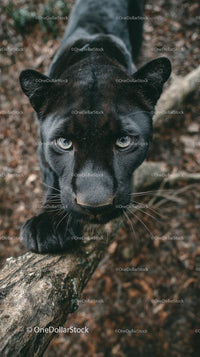 Intense Gaze of a Black Panther in Forest Setting