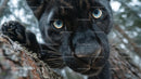 Close-Up of a Black Panther's Intense Gaze