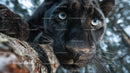 Close-Up of a Black Panther with Intensely Piercing Eyes