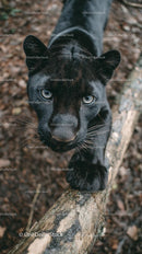 Majestic Black Panther Stealthily Prowling in Jungle