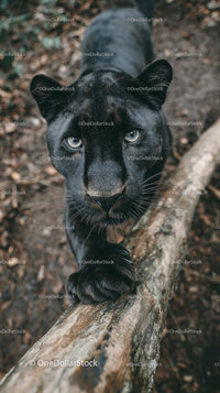 Majestic Black Panther in Wild Jungle Habitat