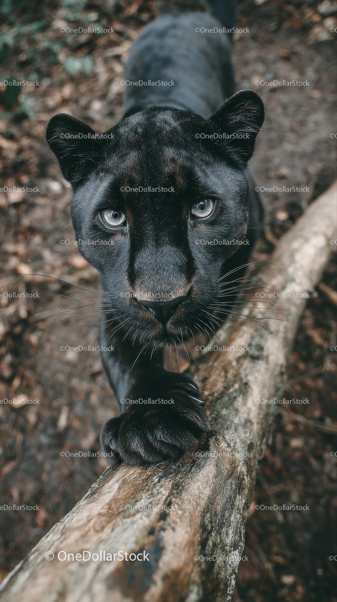 Majestic Black Panther in Wild Jungle Habitat