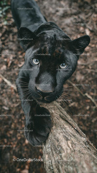 Close-Up of a Curious Black Panther in the Wild