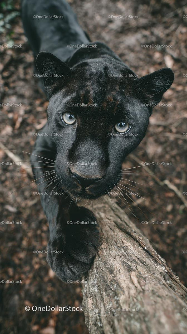 Close-Up of a Curious Black Panther in the Wild