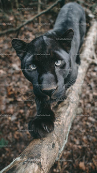 Intense Black Panther in the Jungle