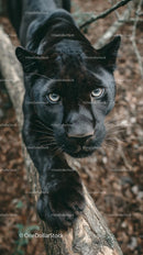 Black Panther in the Forest with Intense Gaze
