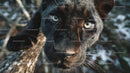 Close-Up of a Black Panther with Intense Gaze