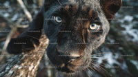 Close-Up of a Black Panther with Intense Gaze