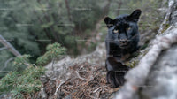 Black Panther Climbing in Lush Forest Habitat