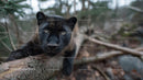 Black Panther Lying on a Tree in a Forest