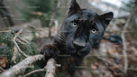 Black Panther Intently Staring in Forest Environment