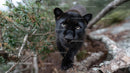 Close-Up of Black Panther in Lush Jungle Environment