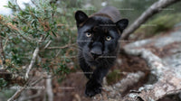 Close-Up of Black Panther in Lush Jungle Environment