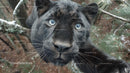 Black Panther with Piercing Blue Eyes in the Jungle