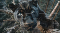 Close-Up of Black Panther with Intense Blue Eyes