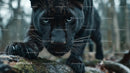 Close-Up of Majestic Black Panther in the Wild