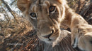 Curious Lion Cub in Natural Habitat Close-Up