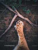 Lion Paw on Forest Ground with Fresh Leaves and Twigs