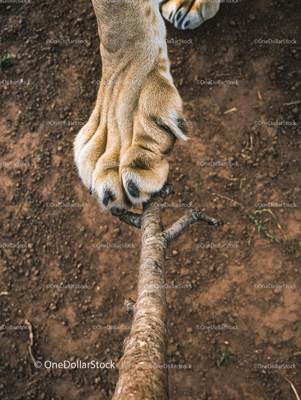 Powerful Lion Paw Gripping a Branch in the Wild