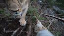 Lion Paw in Forest Wilderness Adventure