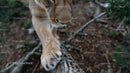 Close-Up of a Cougar Climbing a Tree in Forest