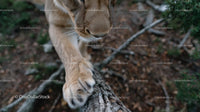 Close-Up of a Cougar Climbing a Tree in Forest