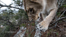 Young Lion Cub Exploring the Wilderness