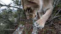 Young Lion Cub Exploring the Wilderness