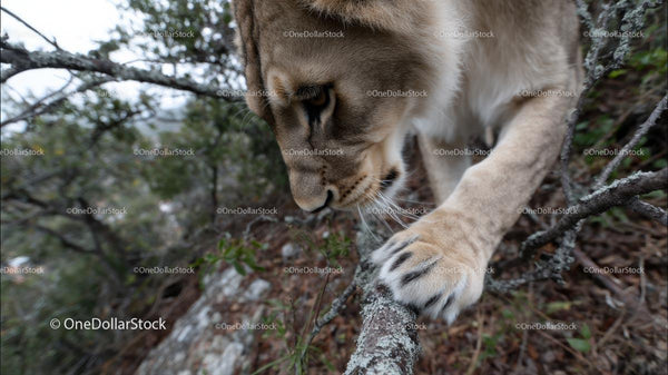 Young Lion Cub Exploring the Wilderness